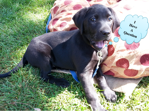 Luna I have a question